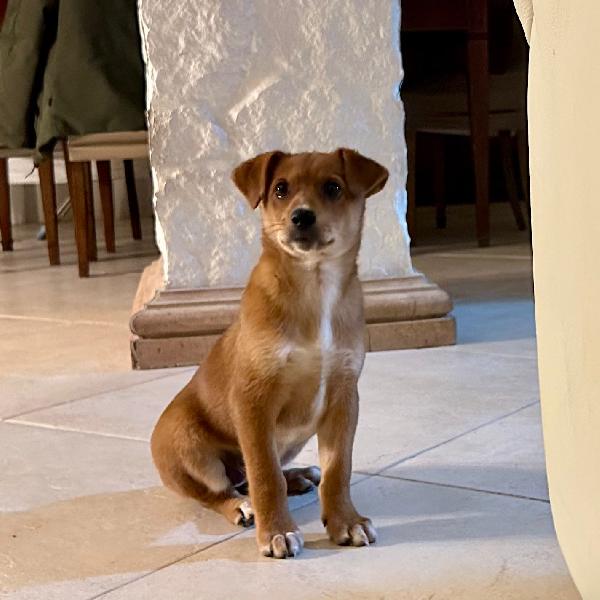 ORNELLA 💗🧸 cerca casa 🏡  Foto 4